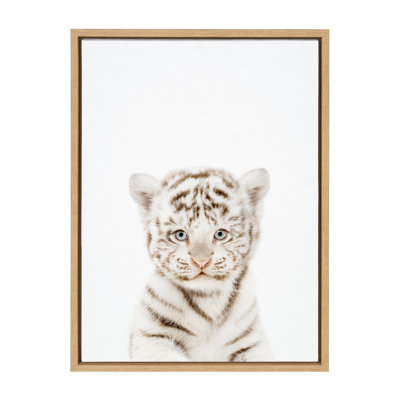 «Animal Studio Baby White Tiger» par Amy Peterson, reproduction d'art sur toile encadrée