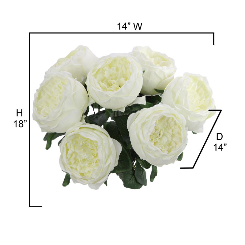 Buisson de roses en pleine floraison, Crème