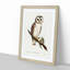 Delicate Owl by Elizabeth Gould - Picture Frame Painting Print-55491312-55491314
