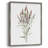 Dainty Botanical III Framed Print - Solid Wood 47369-385632784