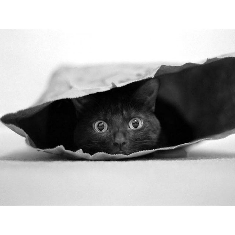 Wrapped Canvas Print, 81.28 cm H x 121.92 cm W