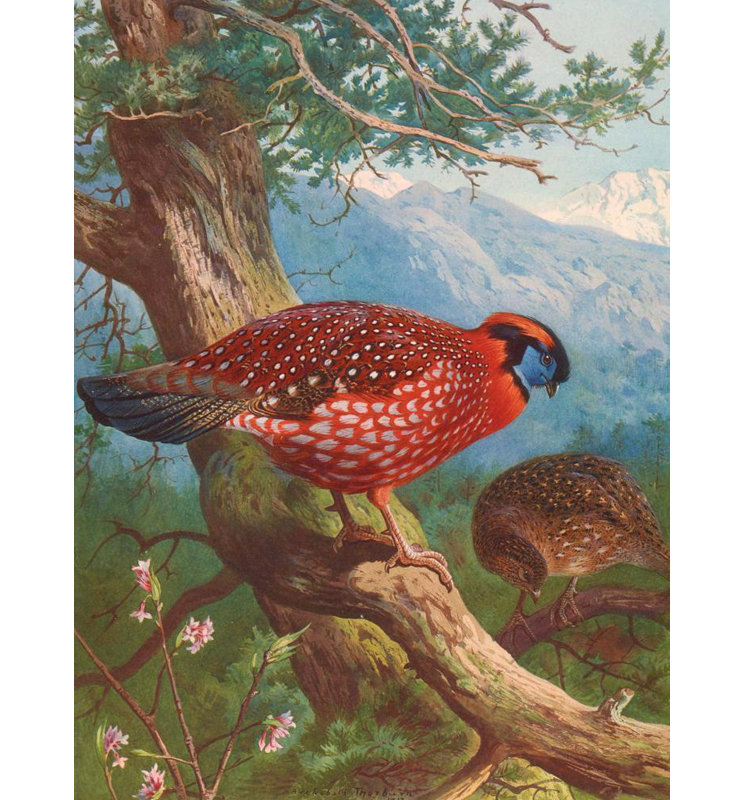 «Temminck's Tragopan» par Archibald Thorburn - Art mural sur toile tendue avec châssis, H 24 po x l 17 po