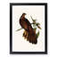 Pheasant-Tailed Pigeon by Elizabeth Gould - Picture Frame Painting Print-55583421-55583417