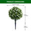 60cm Plant