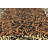 Testerman Animal Print Indoor Rug-19386214