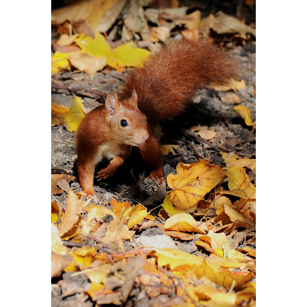 Rotes Eichhörnchen