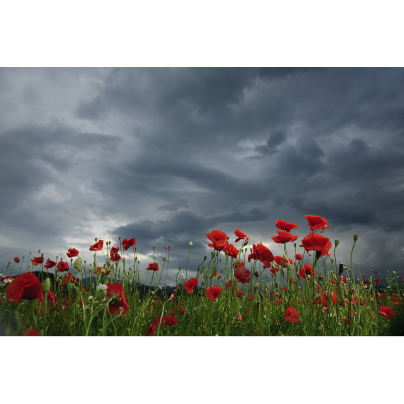 Poppy Field In Cloudy Day by Stock_Colors - Wrapped Canvas Print, 81cm H x 122cm W