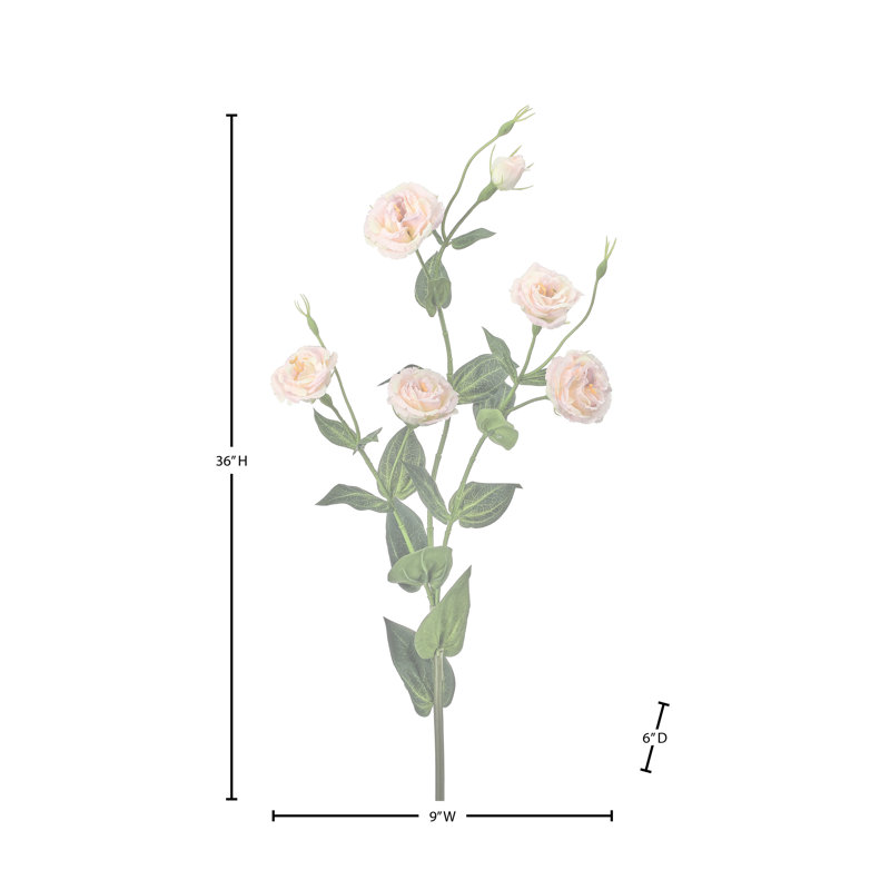 36 po Lisianthus 36 po, Rose