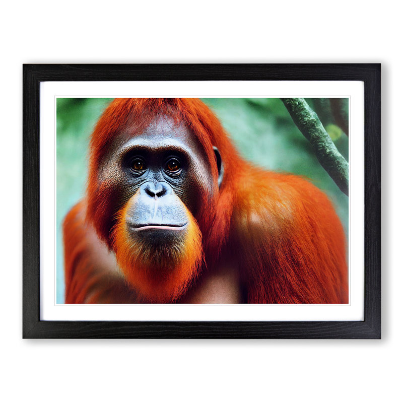 Electrifying Orangutan - Single Picture Frame Print, Black , 46cm H x 64cm W x 2cm D