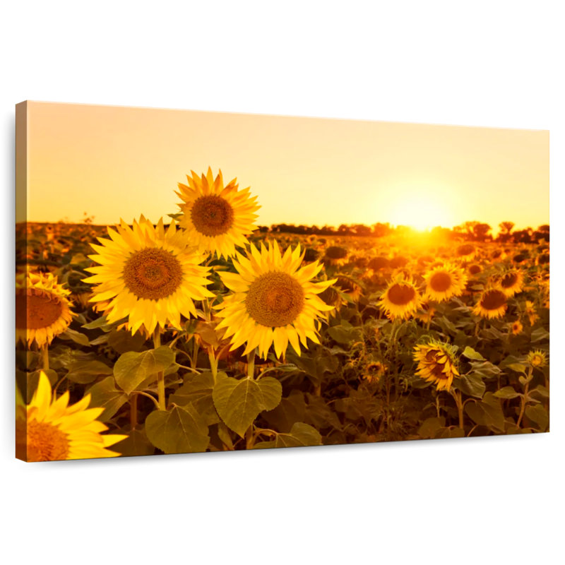 Coucher de soleil sur le champ de tournesols d'Alvord, H 8 po x l 12 po