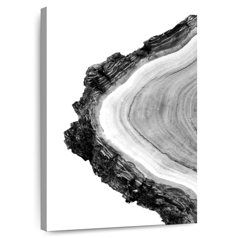 Harnek Tree Cross Section, 45" H x 30" W
