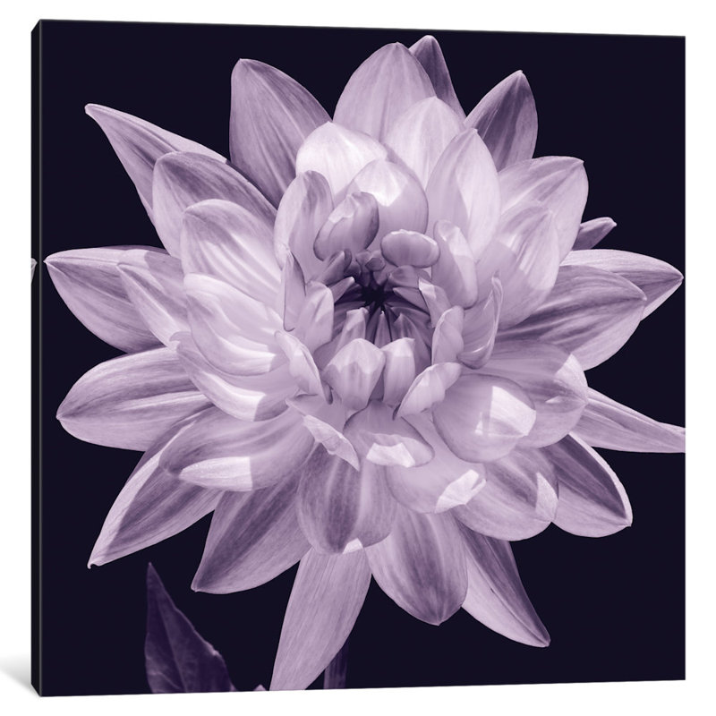 « white dahlia i », impression sur toile, H 12 po x l 12 po x p 0,75 po, Toile tendue, Pas de tapis