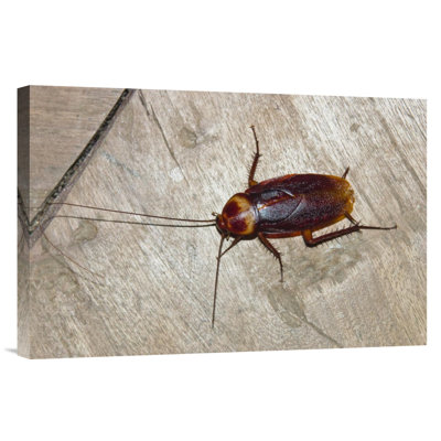 " India 'American Cockroach' "