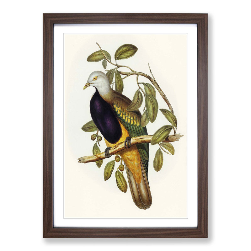 Magnificent Fruit Pigeons by Elizabeth Gould - Picture Frame Painting Print, 65cm H x 48cm W x 2cm D, Walnut Framed