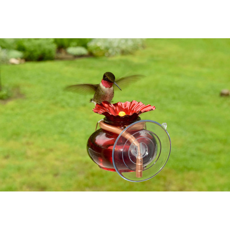 Glass Window Hummingbird Feeder