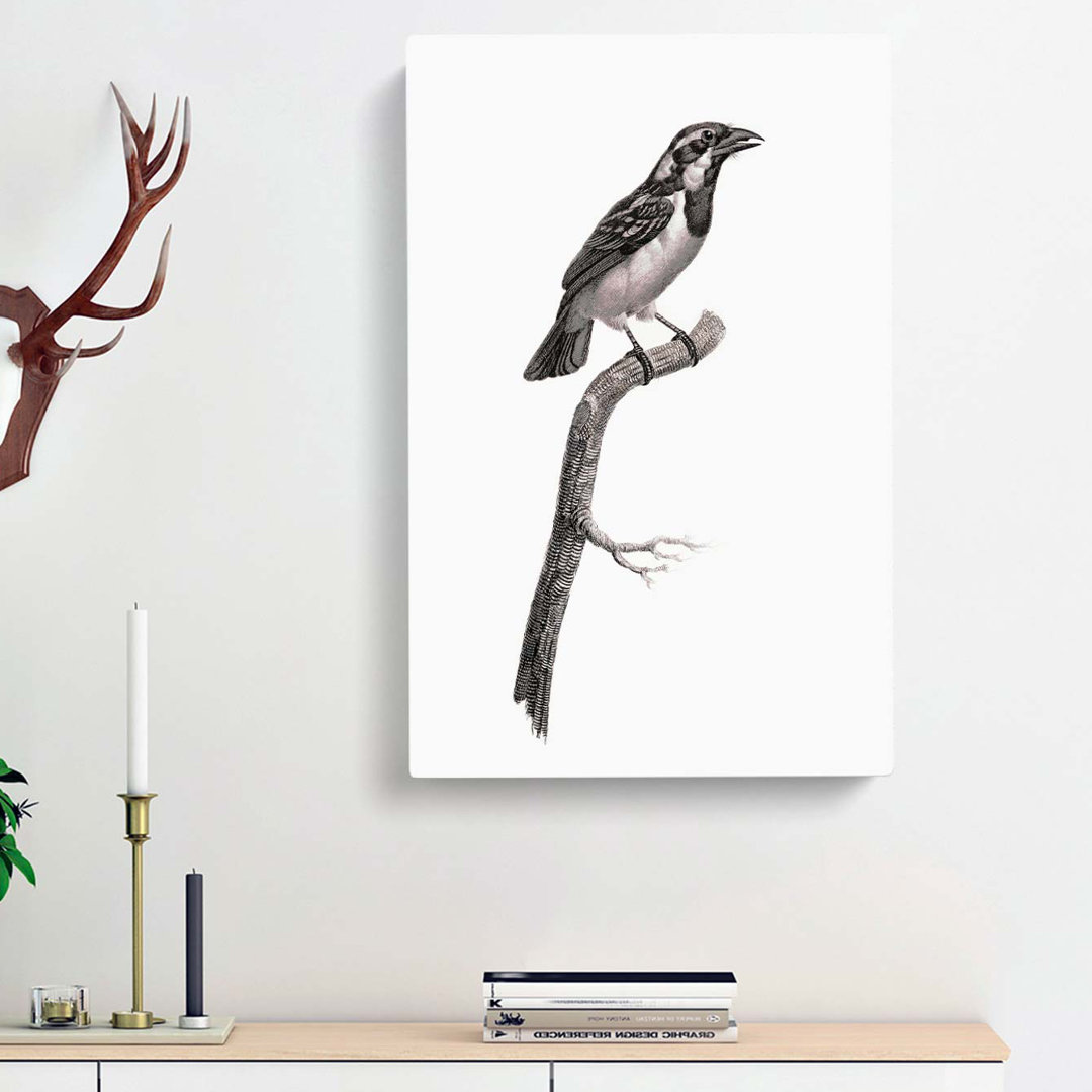 Black-Throated Sparrow Bird by Jacques Barraband - Wrapped Canvas