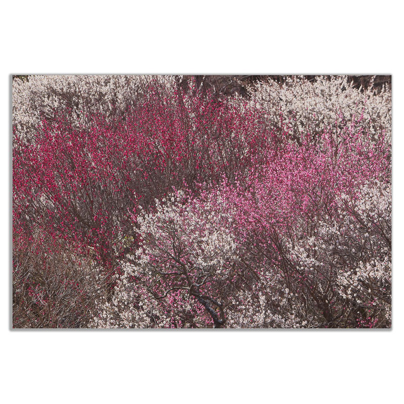Plum Trees - Wrapped Canvas Print, 20cm H x 31cm W