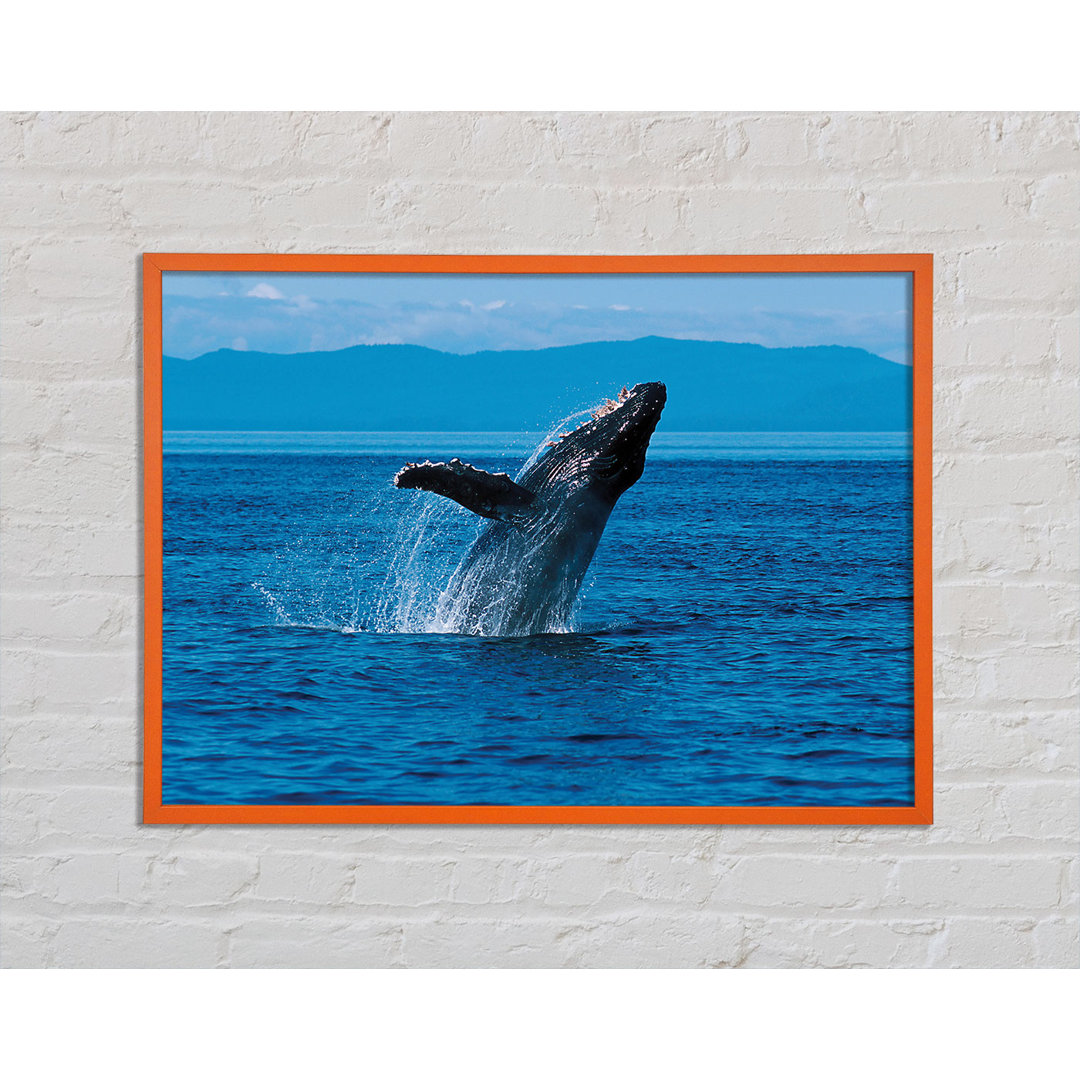 Whitaker Whale Ocean Jump - Einzelner Bilderrahmen Kunstdrucke