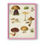 Reproduction encadrée champignon Mushroom Species II-1706407347-1706407348