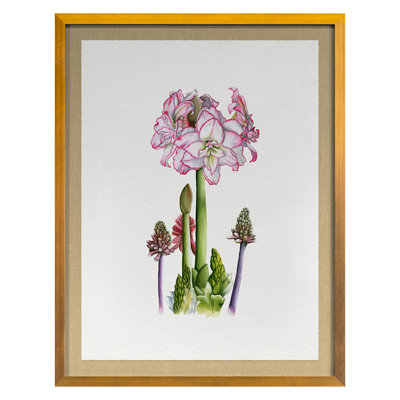 Amaryllis Print by Thicket Design