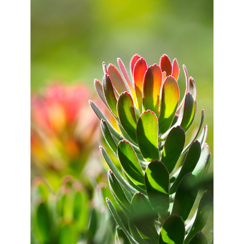 " Pink Tips ", 24" W x 16" H x 1.25" D