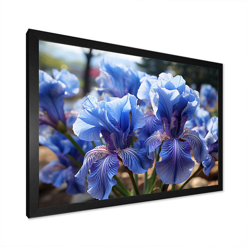 Blue Irises Field Vibrant, H 12 po x l 20 po x P 1 po, Cadre simple noir