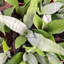 Live Moonshine Snake Plant, 6" Diameter