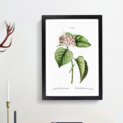 Chinese Glory Bower Flowers by Pierre-Joseph Redoute - Picture Frame Painting Print