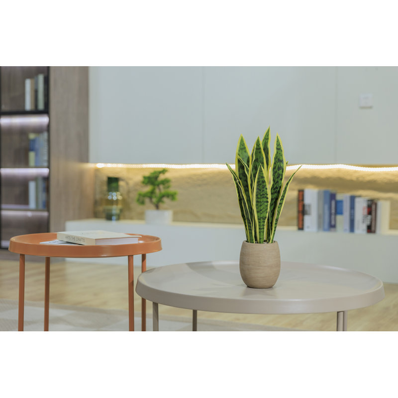 Ensemble de 2 pots à fleurs 18 po Faux Sansevieria