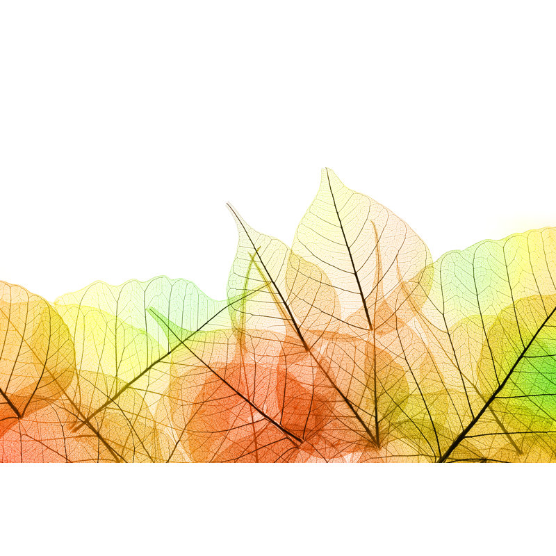 Laruth Autumn Transparent Leaves - Wrapped Canvas Print, 30cm H x 46cm W x 3.8cm D
