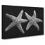 Two Starfish - Wrapped Canvas-56645098