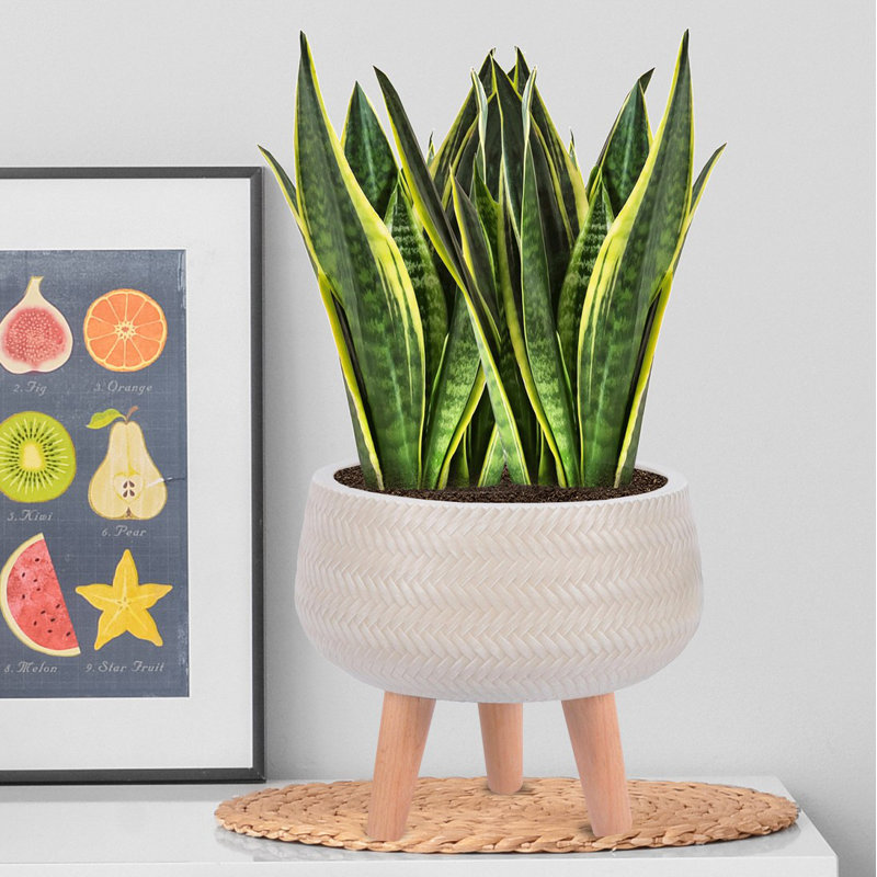 Concrete Effect Bowl Planter on Hardwood Legs, Round Indoor Plant Pot Stand for Indoor Plants, Shallow Planter with Plaited Pattern