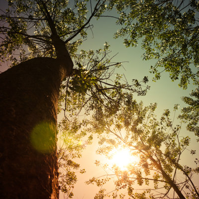 Grands arbres par Franckreporter