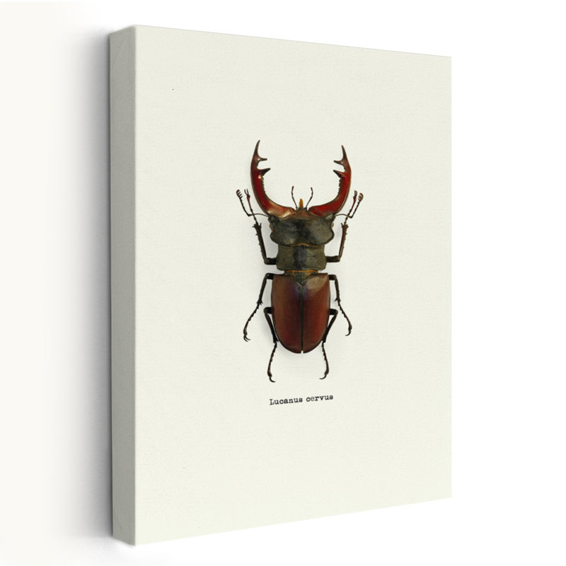 Coléoptère rouge - art animaux et insectes, H 24 po x l 16 po
