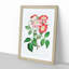Pink Rose Clare Flowers - Framed Print-55616590-55616592