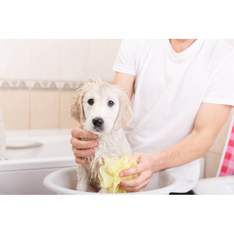 Golden Retriever Puppy In Shower by Alexsokolov - Wrapped Canvas Print, 61cm H x 91cm W