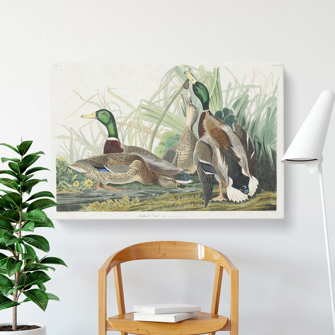 Mallard Ducks by John James Audubon - Wrapped Canvas