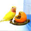 Mangeoire en plastique pour petits oiseaux 2,6 x 2,6 x 2,6 po