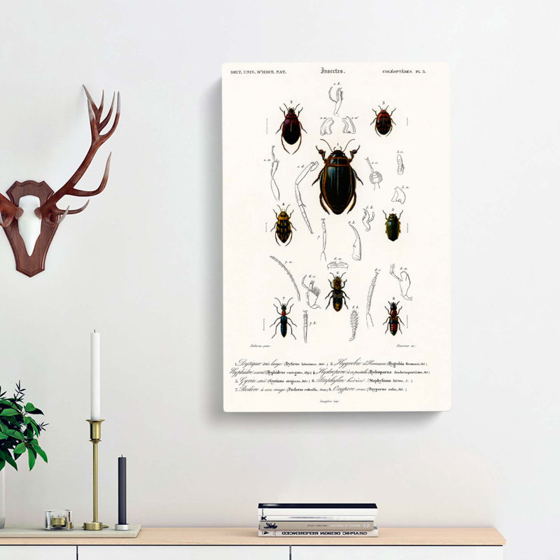 Beetle Illustrations PL. 5 by Charles D Orbigny - Wrapped Canvas, 60cm H x 40cm W x 3cm D