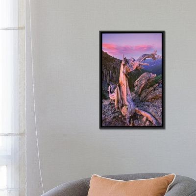 «The Rocky Mountains Bristlecone Pine Tree donnant sur la forêt, parc national des montagnes Rocheuses, Colorado» par Tim Fitzharris - reproduction d'art sur toile tendue