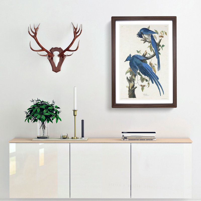 Columbia Jay by John Audubon - Picture Frame Painting, Walnut Framed, 48cm H x 36cm W x 2cm D