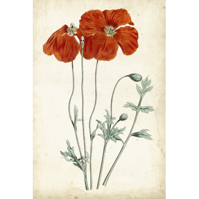 Tangerine Floral V by Curtis - Wrapped Canvas Painting