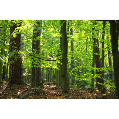 Green Forest by Konradlew