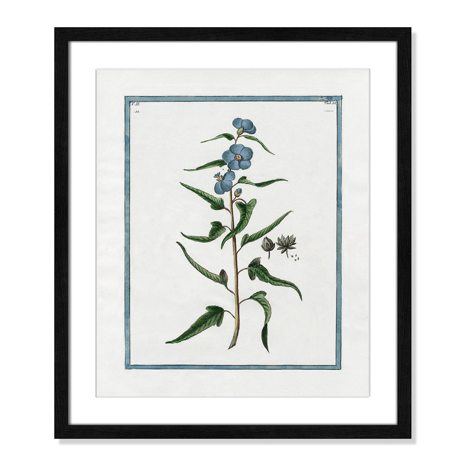 Colombe "Shabby Elegance Botanical I" Print, Black Framed, 16" W x 19" H
