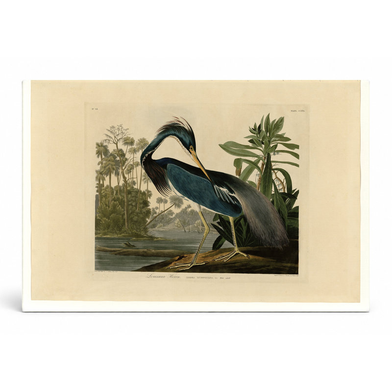 Louisiane héron (1834) - paysage, art mural sur toile, 36" W x 24" H