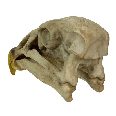 Off-white resin California Condor skull replica bird of prey shelf decor, 8 inches wide