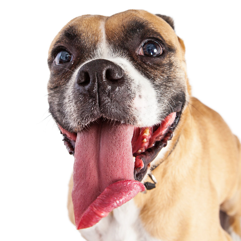Funny Boxer Dog by Adogslifephoto - Wrapped Canvas Print, 30cm H x 30cm W