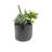 8'' Faux Succulent in Cement Pot