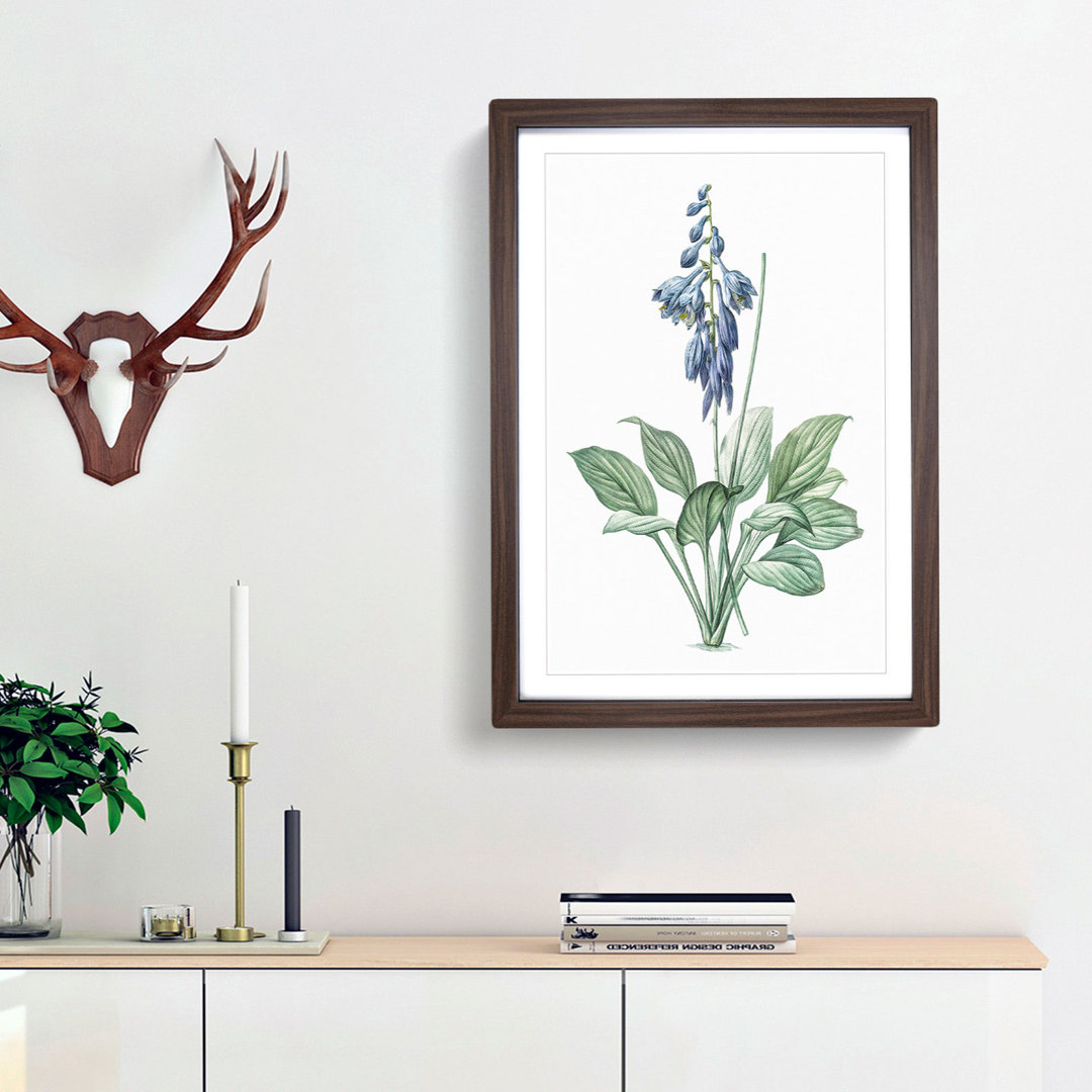 Daylily Flowers by Pierre-Joseph Redoute - Picture Frame Painting Print