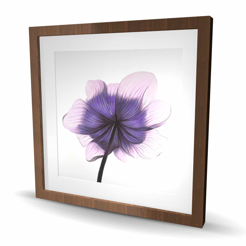 Magnifique fleur d'anémone mauve, impression encadrée, H 24 po x l 24 po